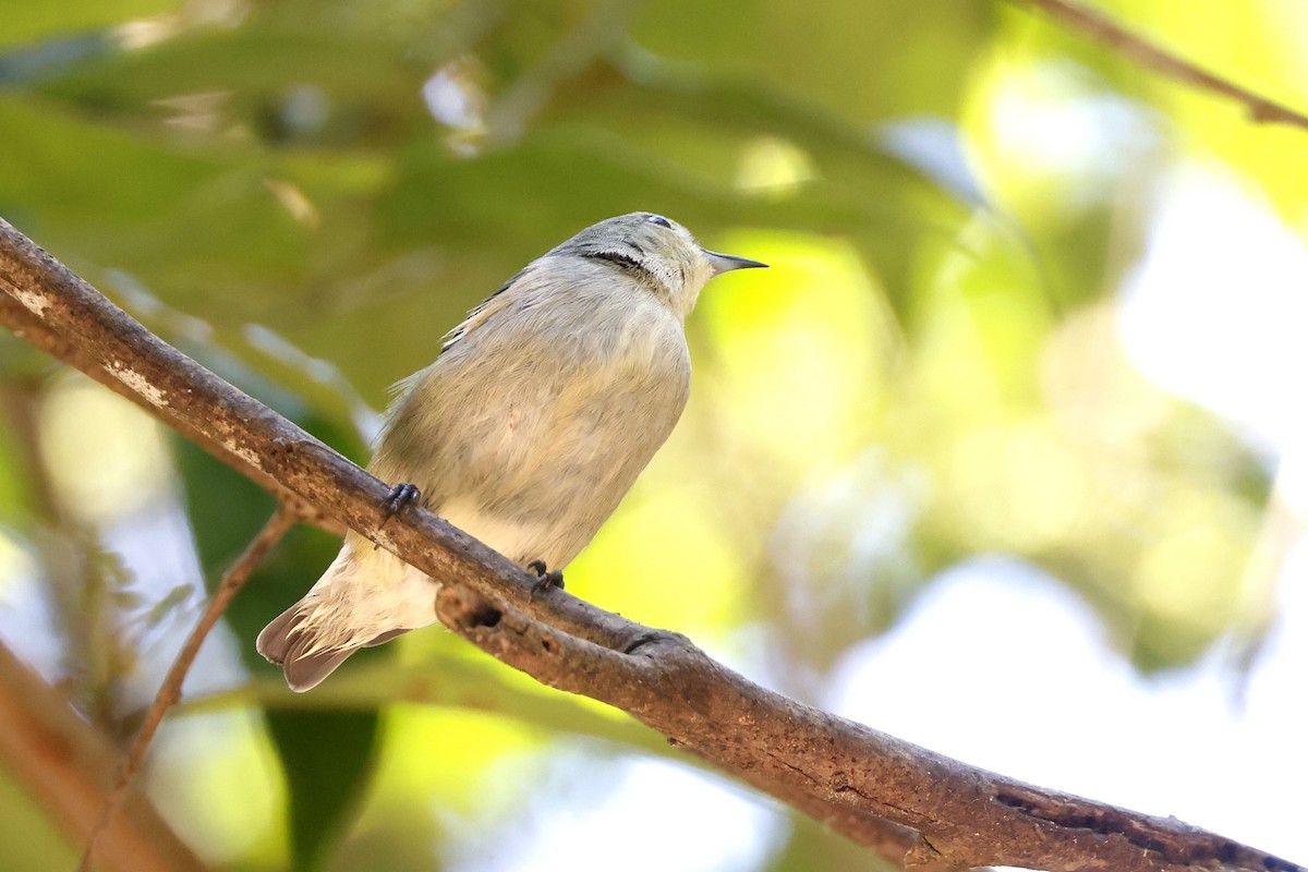 ムジハナドリ - ML652599880