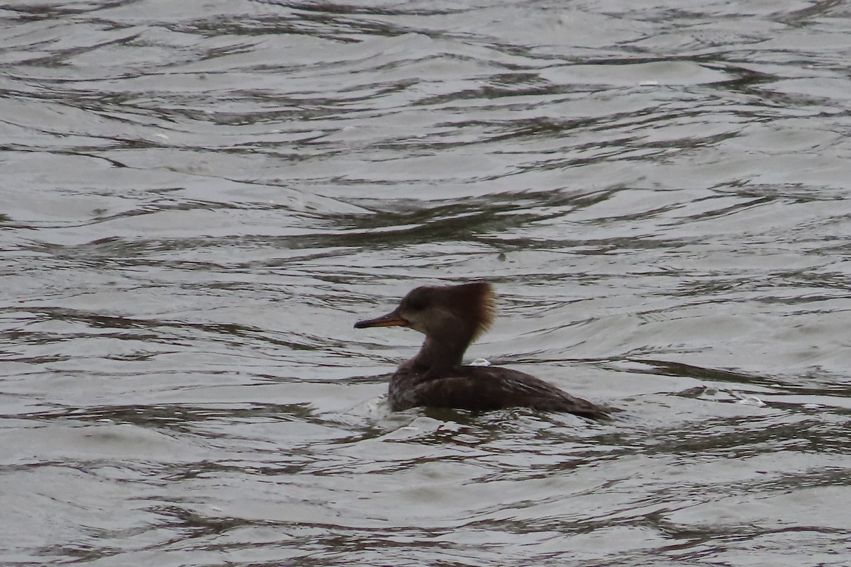 Harle couronné - ML652599884