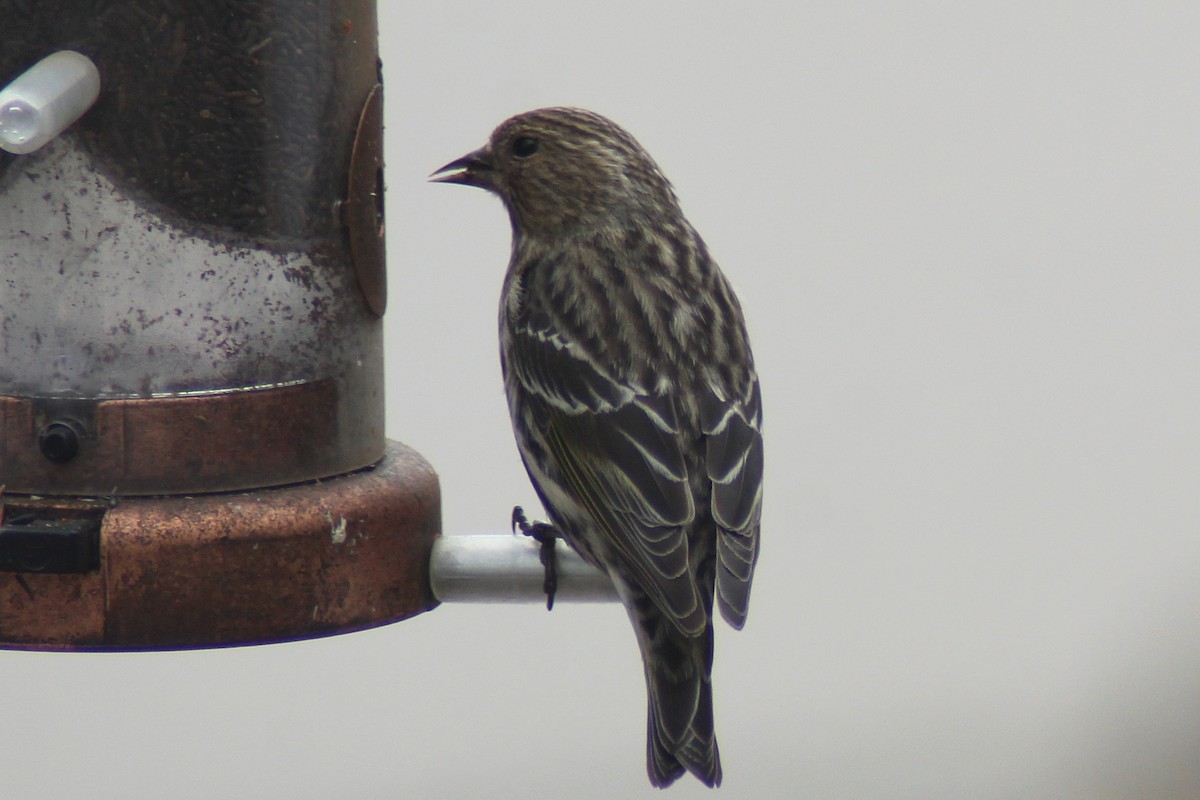 マツノキヒワ - ML652599888