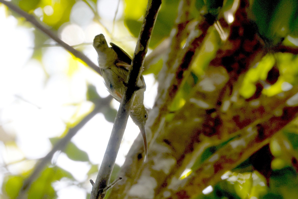 ハイムネクモカリドリ - ML652599893