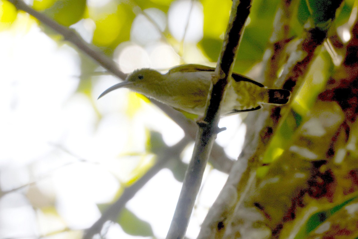 ハイムネクモカリドリ - ML652599894