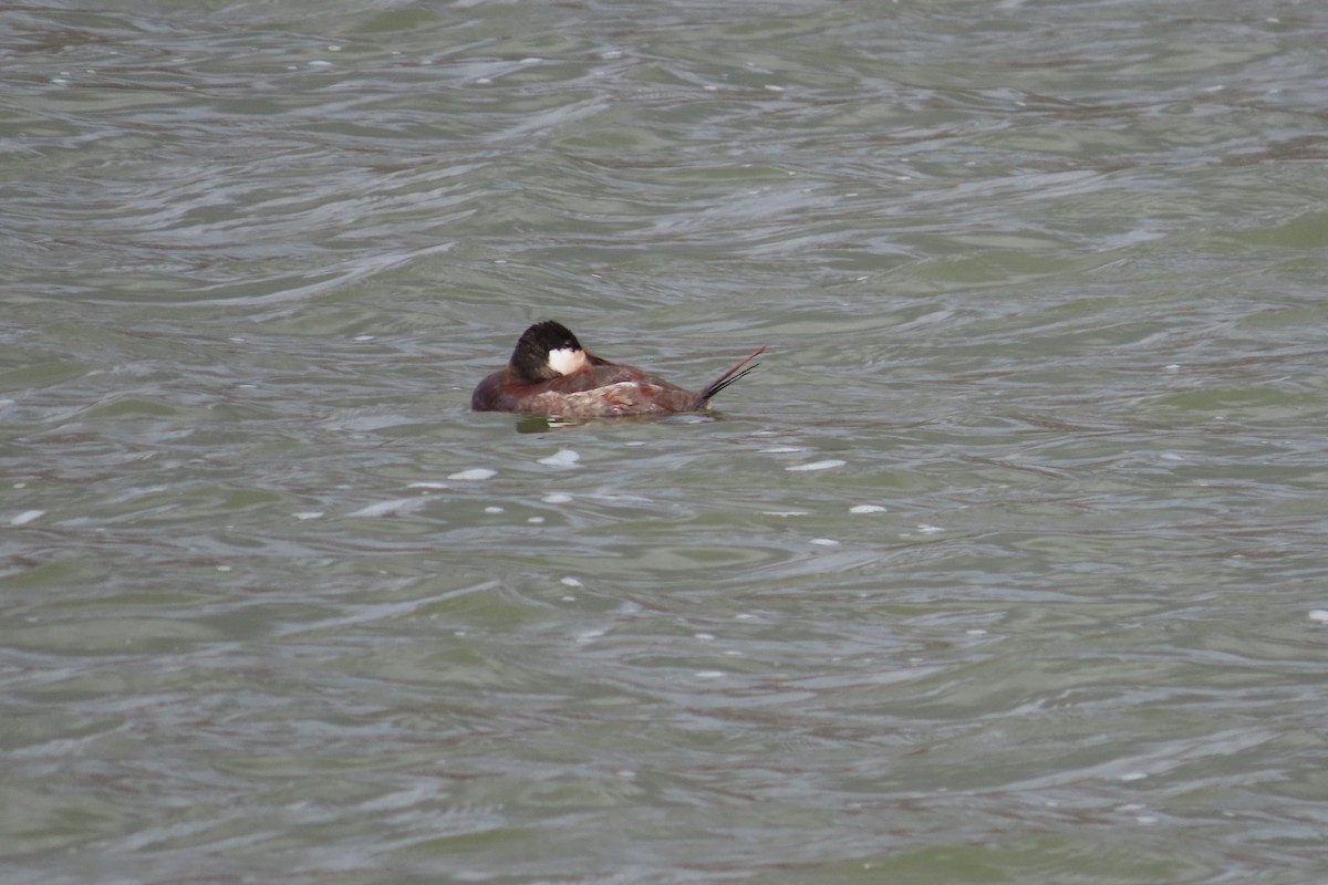 Érismature rousse - ML652599903