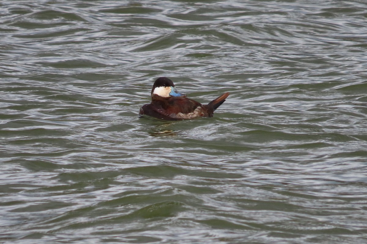 Érismature rousse - ML652599907