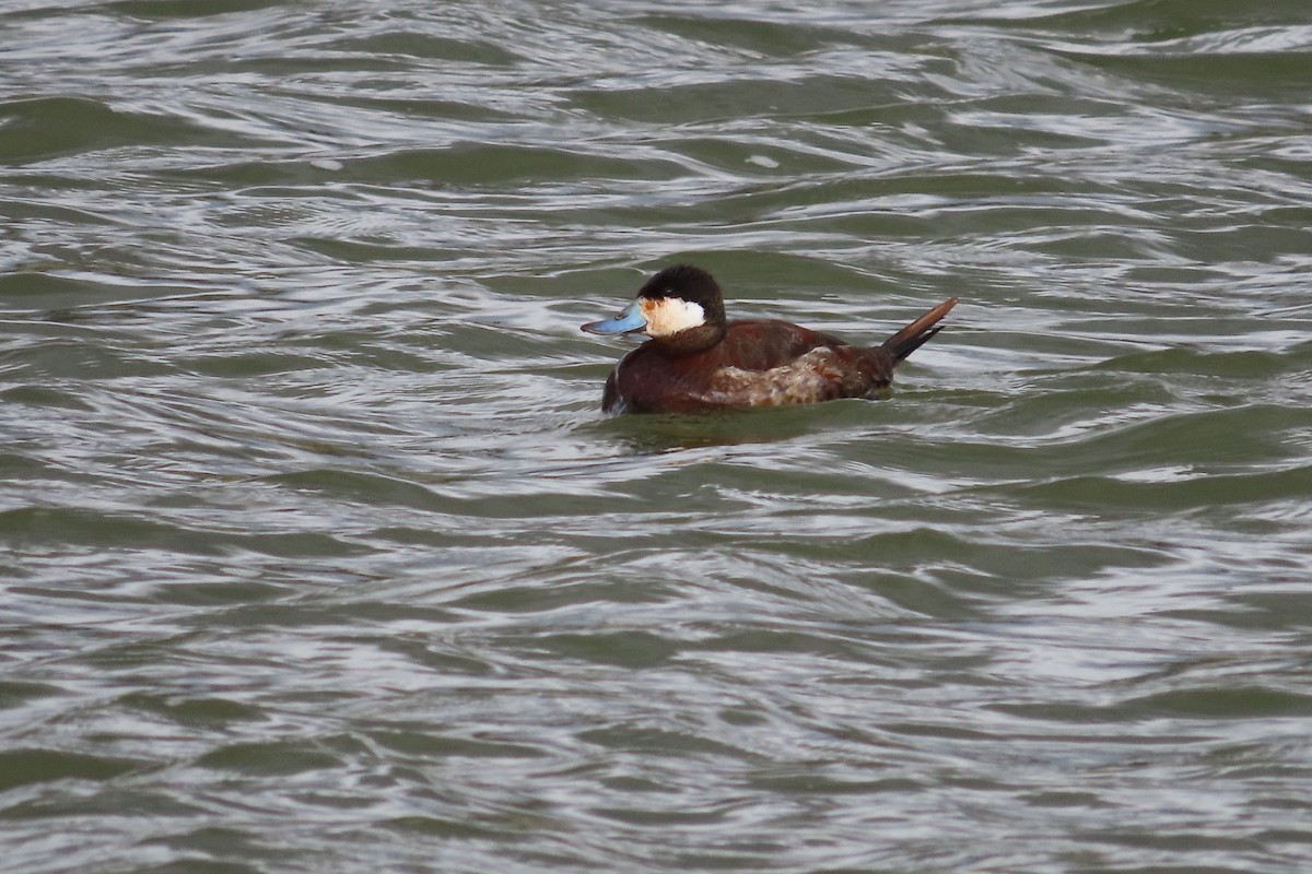 Érismature rousse - ML652599913
