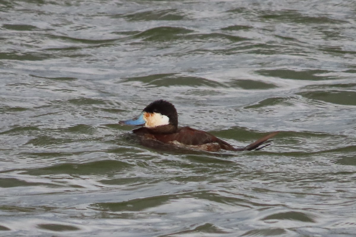 Érismature rousse - ML652599918