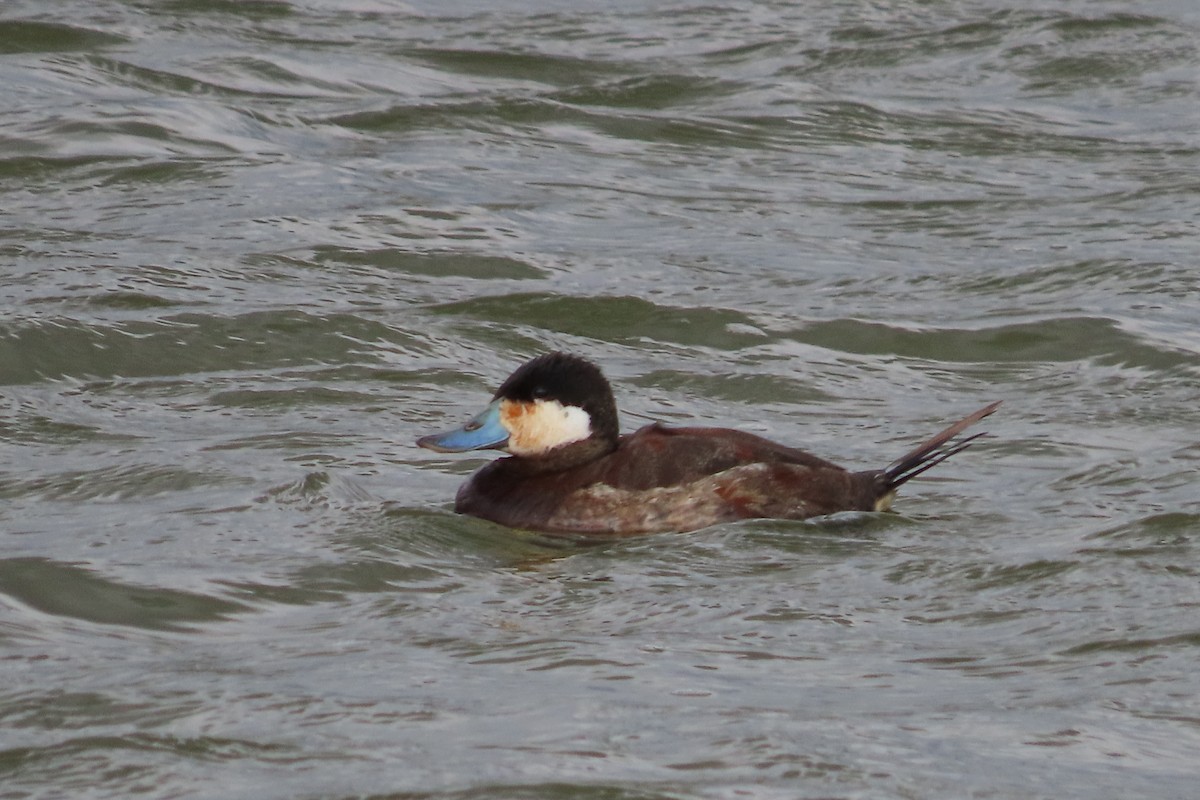 Érismature rousse - ML652599925