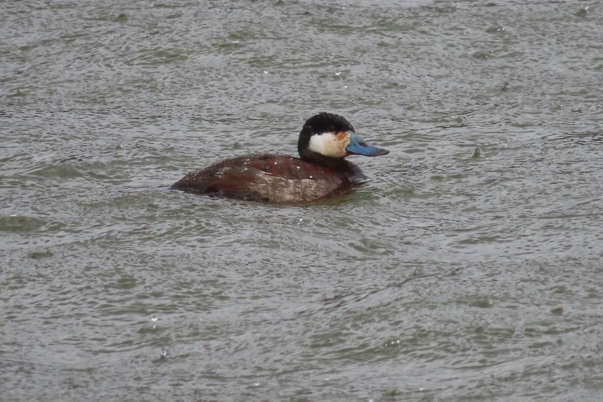 Érismature rousse - ML652599956