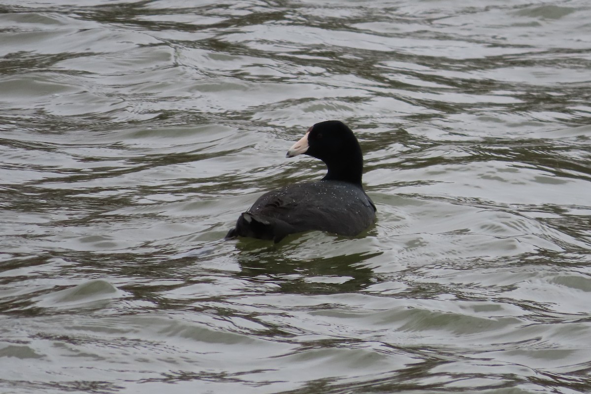 Foulque d'Amérique - ML652599971