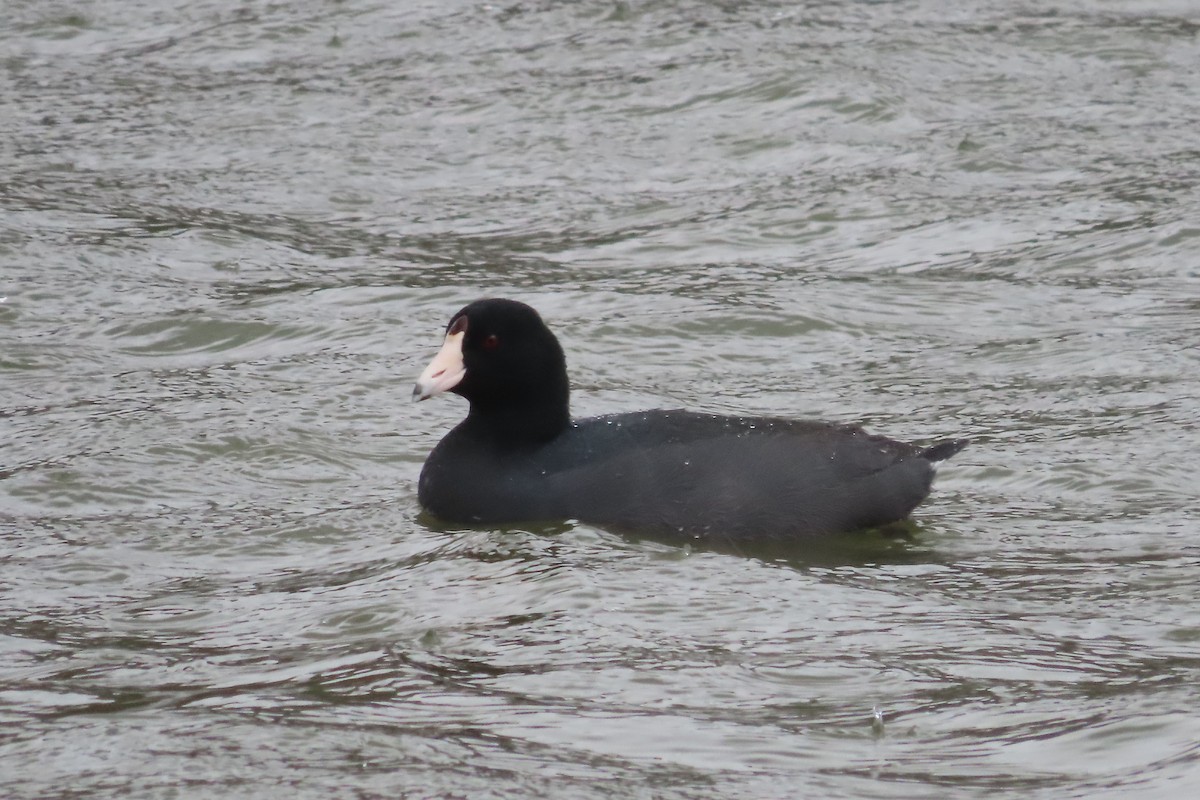 Foulque d'Amérique - ML652599998