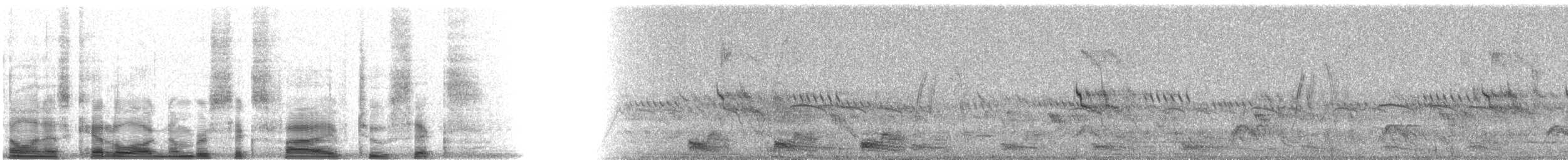 trogon krásný (ssp. elegans/lubricus) - ML6526