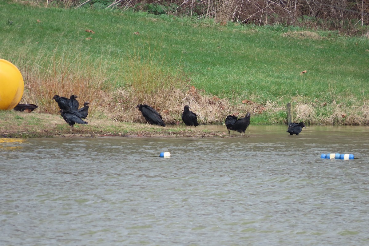 Urubu noir - ML652600023