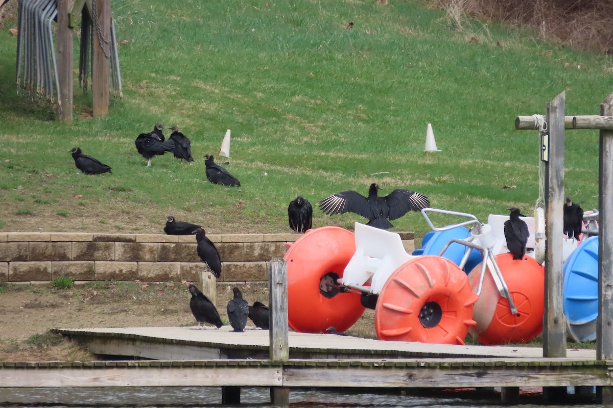 Urubu noir - ML652600033