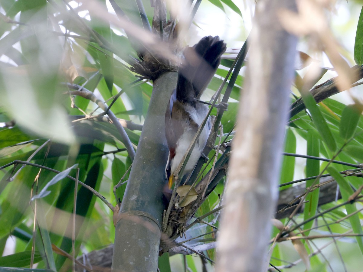 マミジロマルハシ - ML652600089