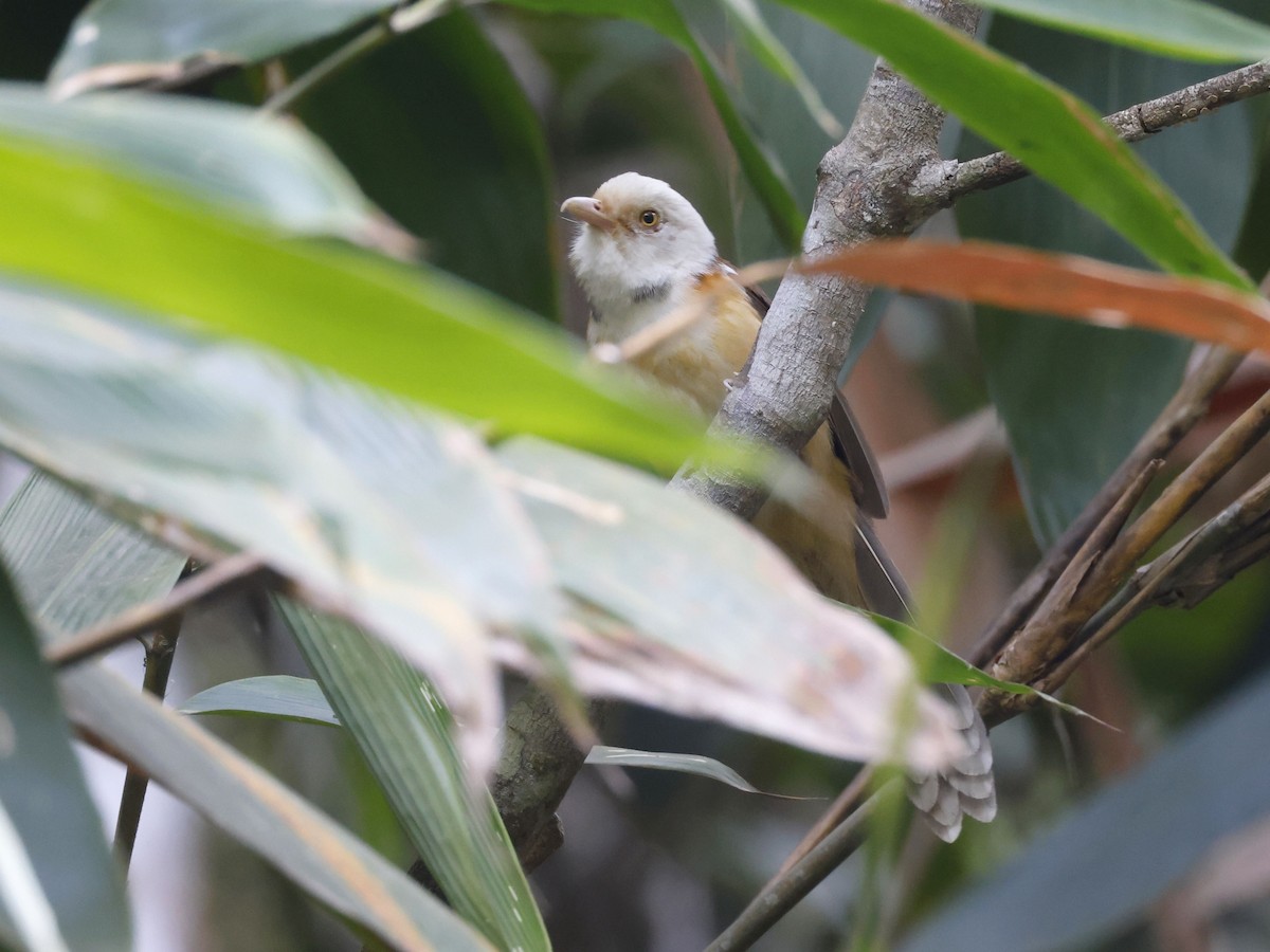 エリモズチメドリ - ML652600101