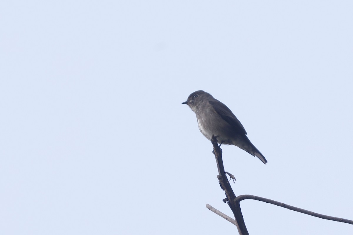 サメビタキ - ML652600123