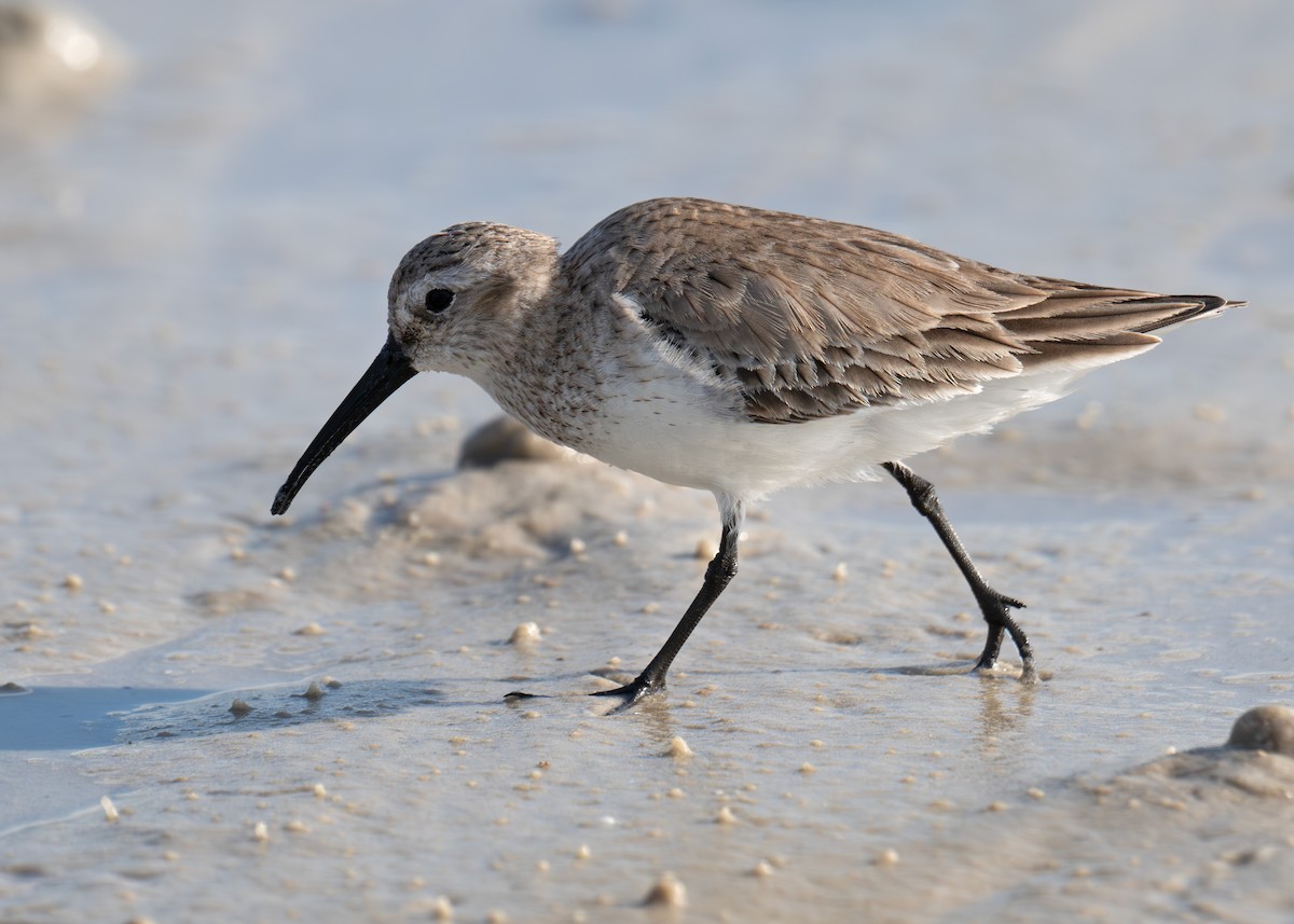 Kara Karınlı Kumkuşu - ML652600167