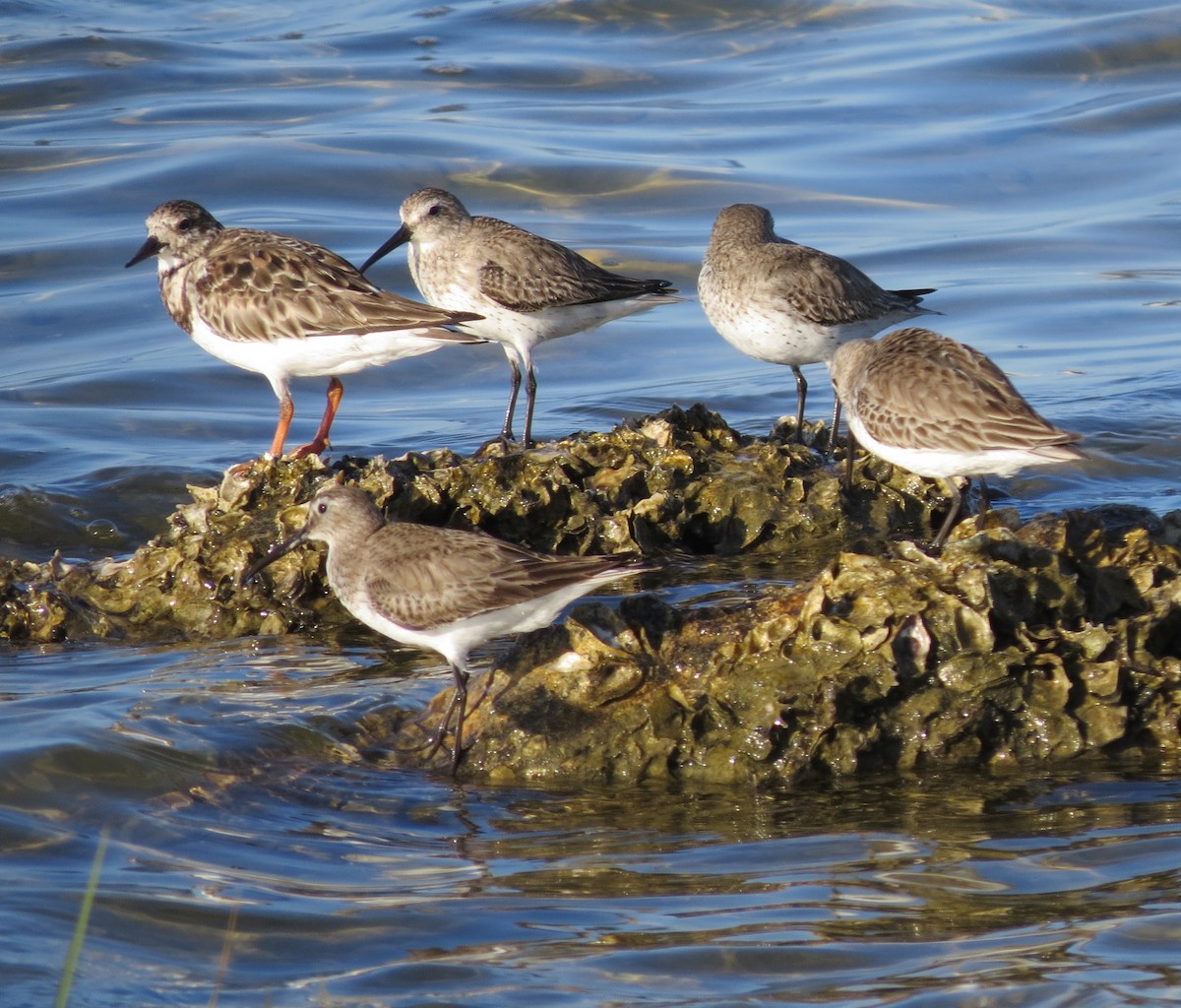 Kara Karınlı Kumkuşu - ML652600222