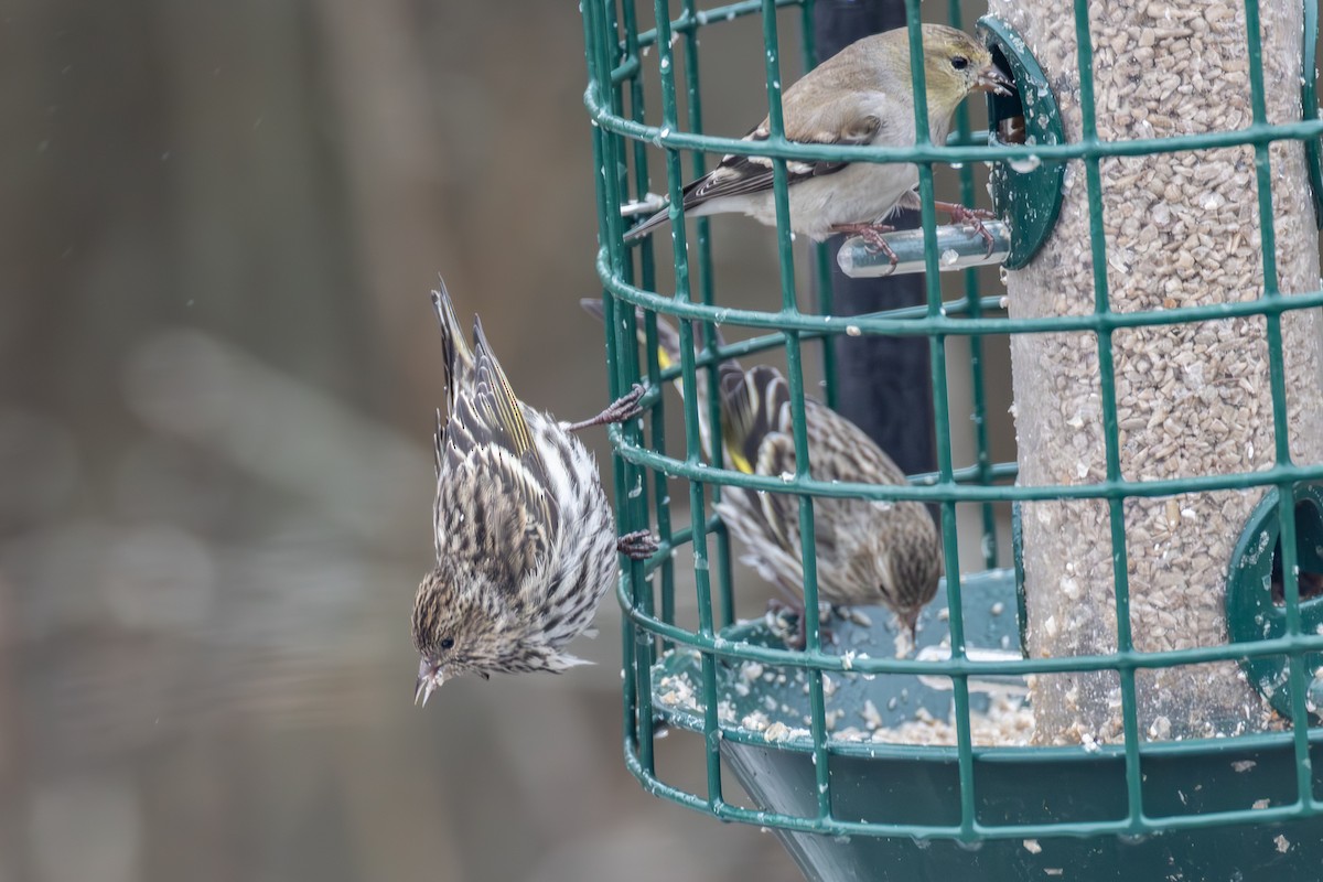 マツノキヒワ - ML652600273