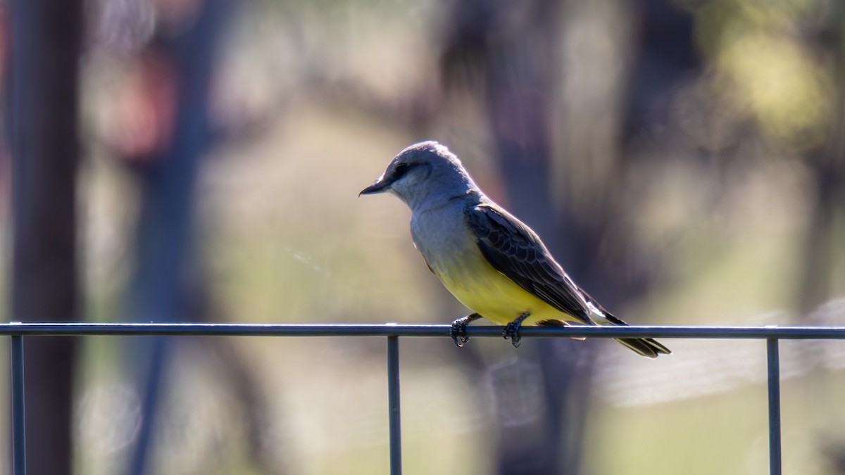 Tyran de l'Ouest - ML652600371