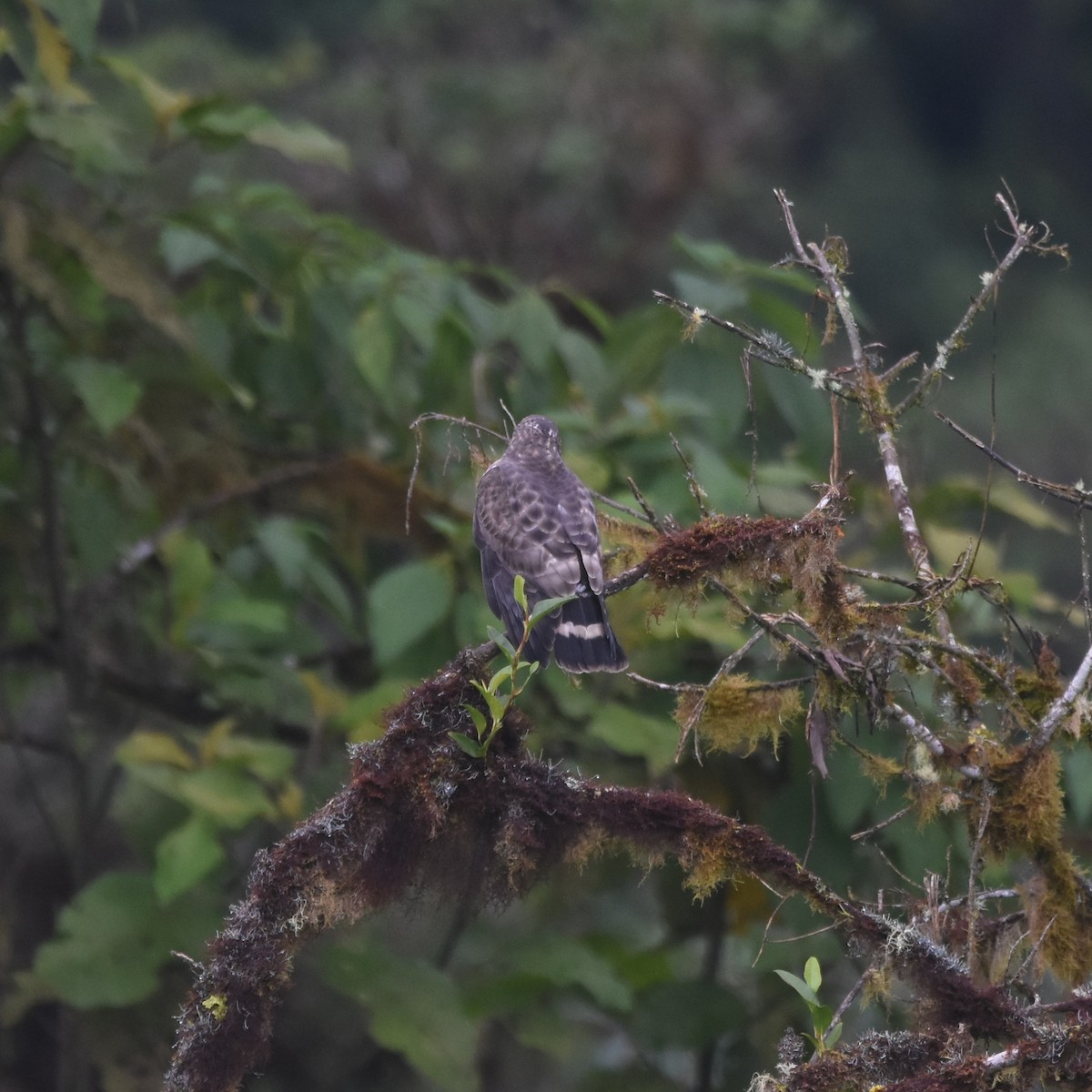 Broad-winged Hawk - ML652600375