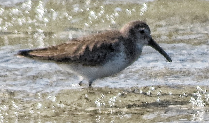 Kara Karınlı Kumkuşu - ML652600827