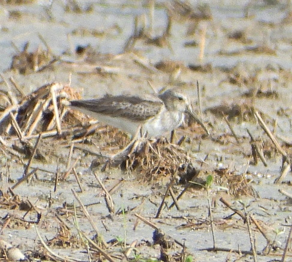 Kara Karınlı Kumkuşu - ML652600839