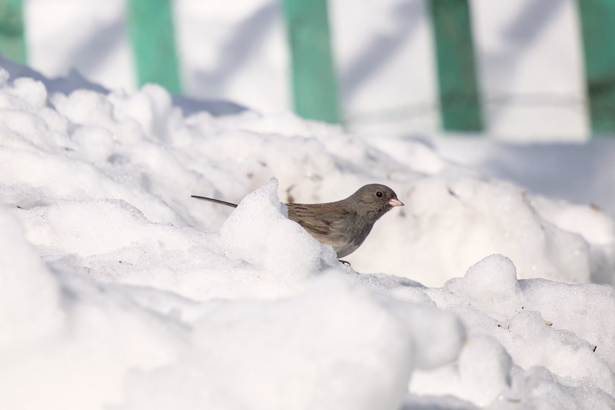 Dark-eyed Junco - ML652600859