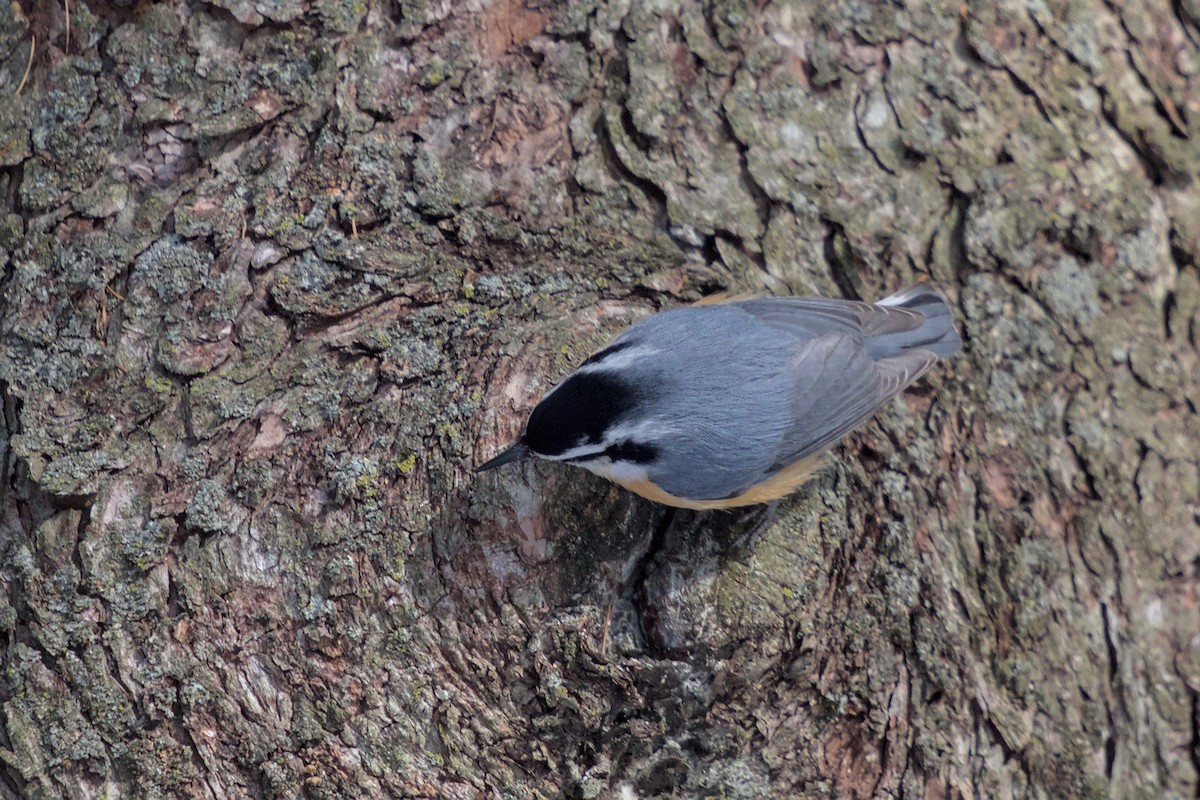 Red-breasted Nuthatch - ML652600870