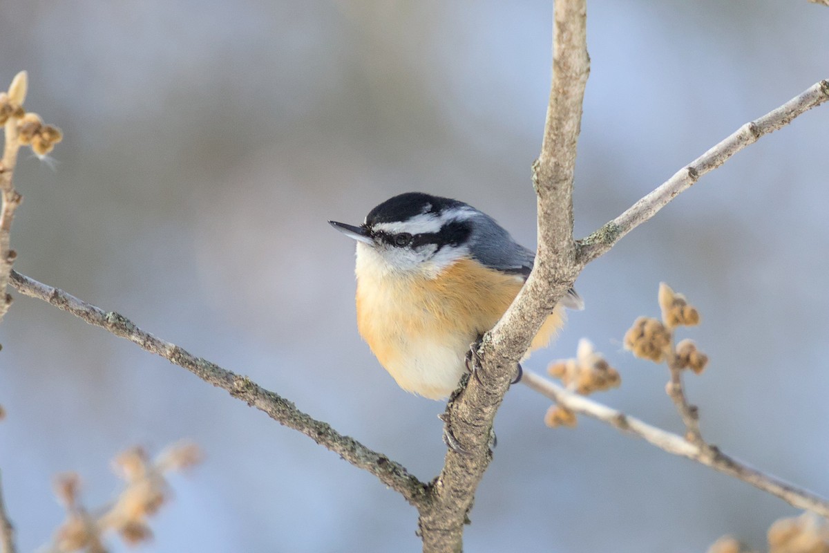 Red-breasted Nuthatch - ML652600871