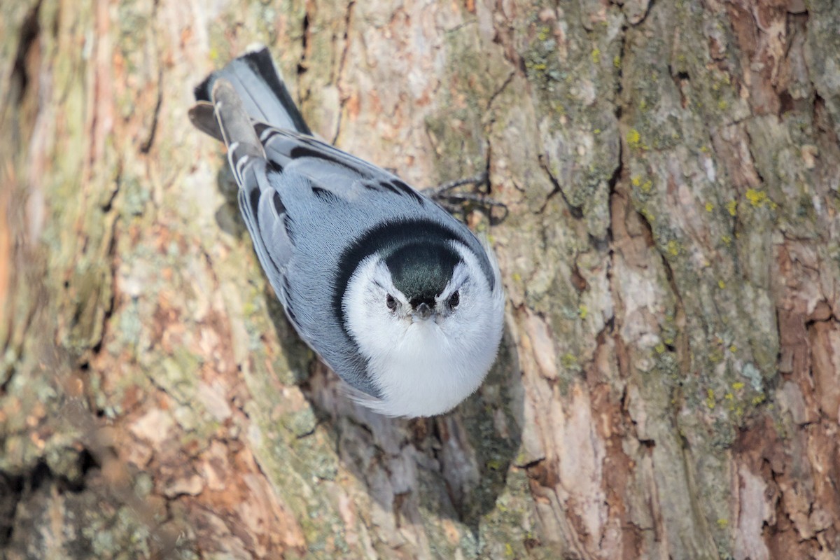 White-breasted Nuthatch - ML652600874