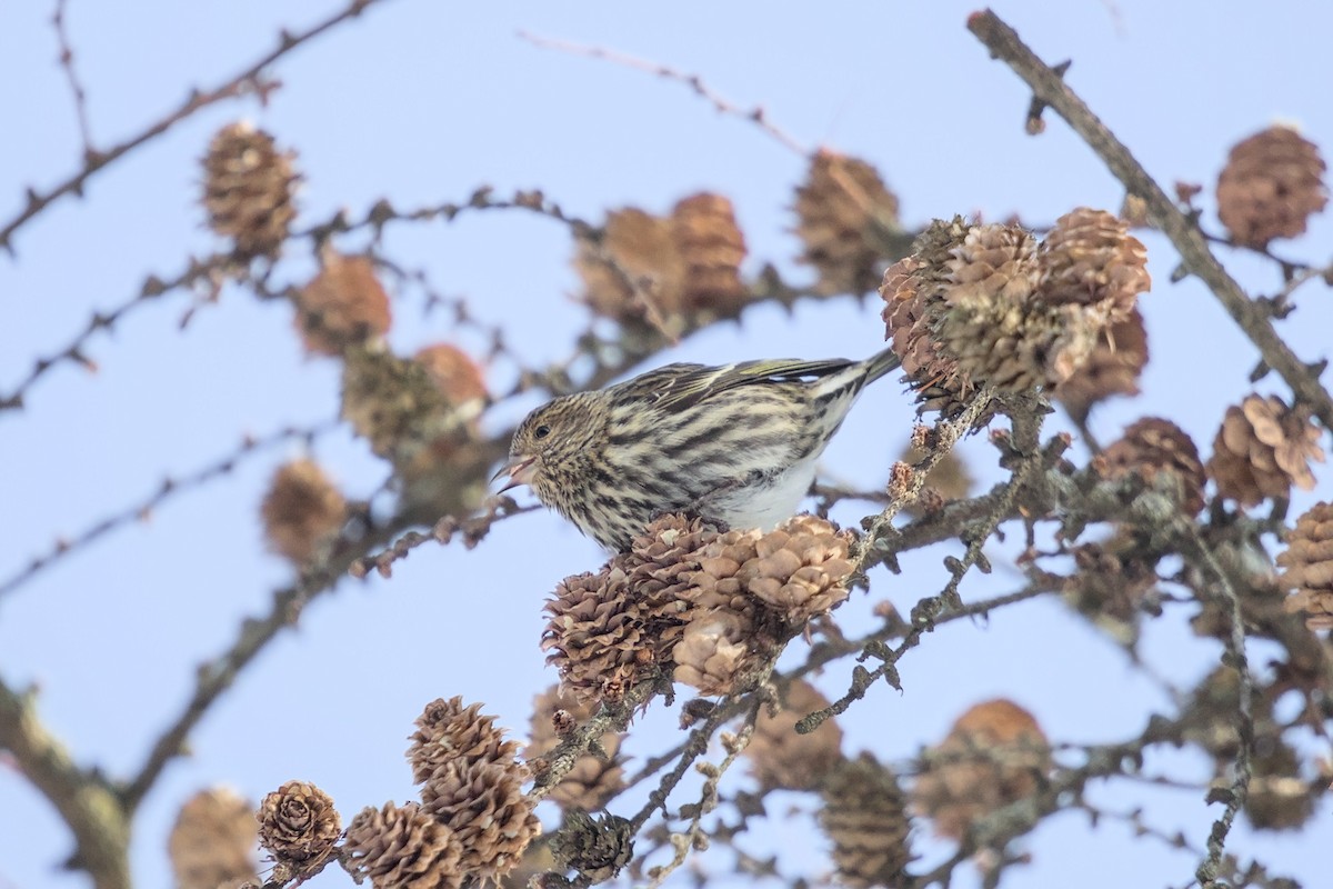 Pine Siskin - ML652600891