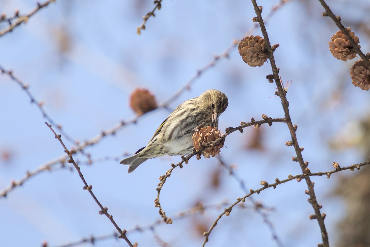 Pine Siskin - ML652600892