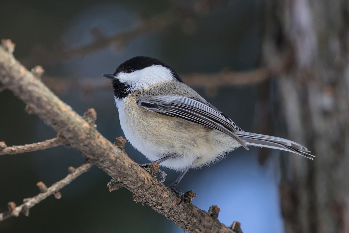 Black-capped Chickadee - ML652600902