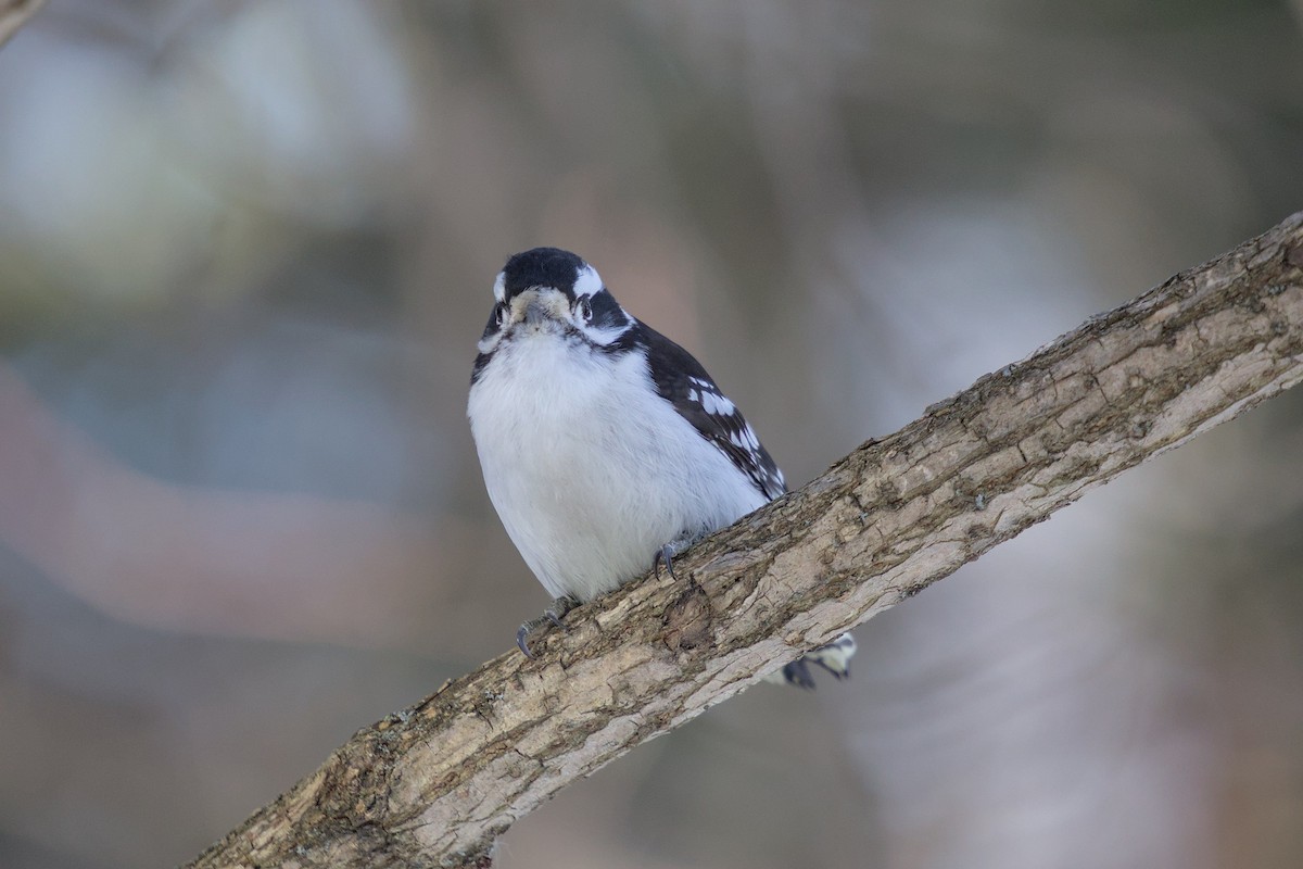 Downy Woodpecker - ML652600912