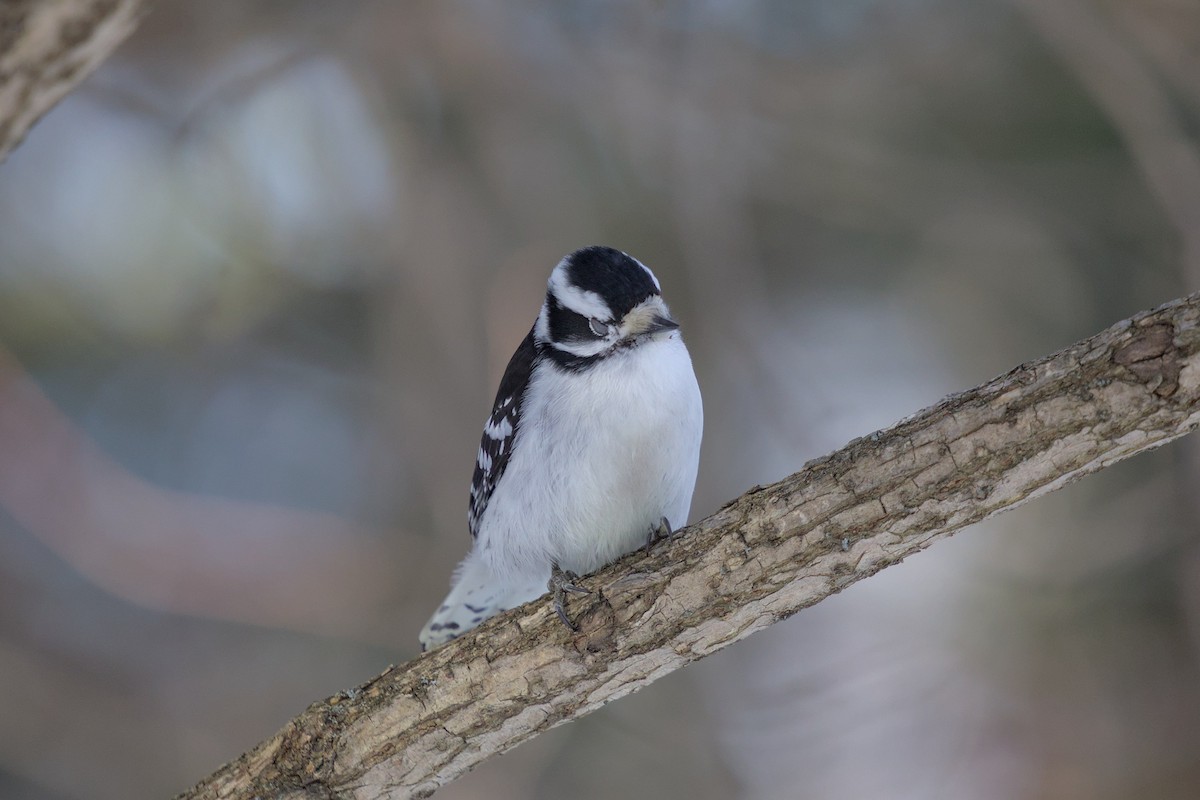 Downy Woodpecker - ML652600913