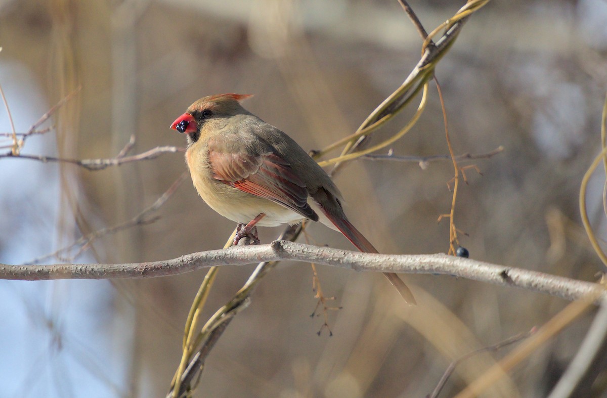 Northern Cardinal - ML652600920