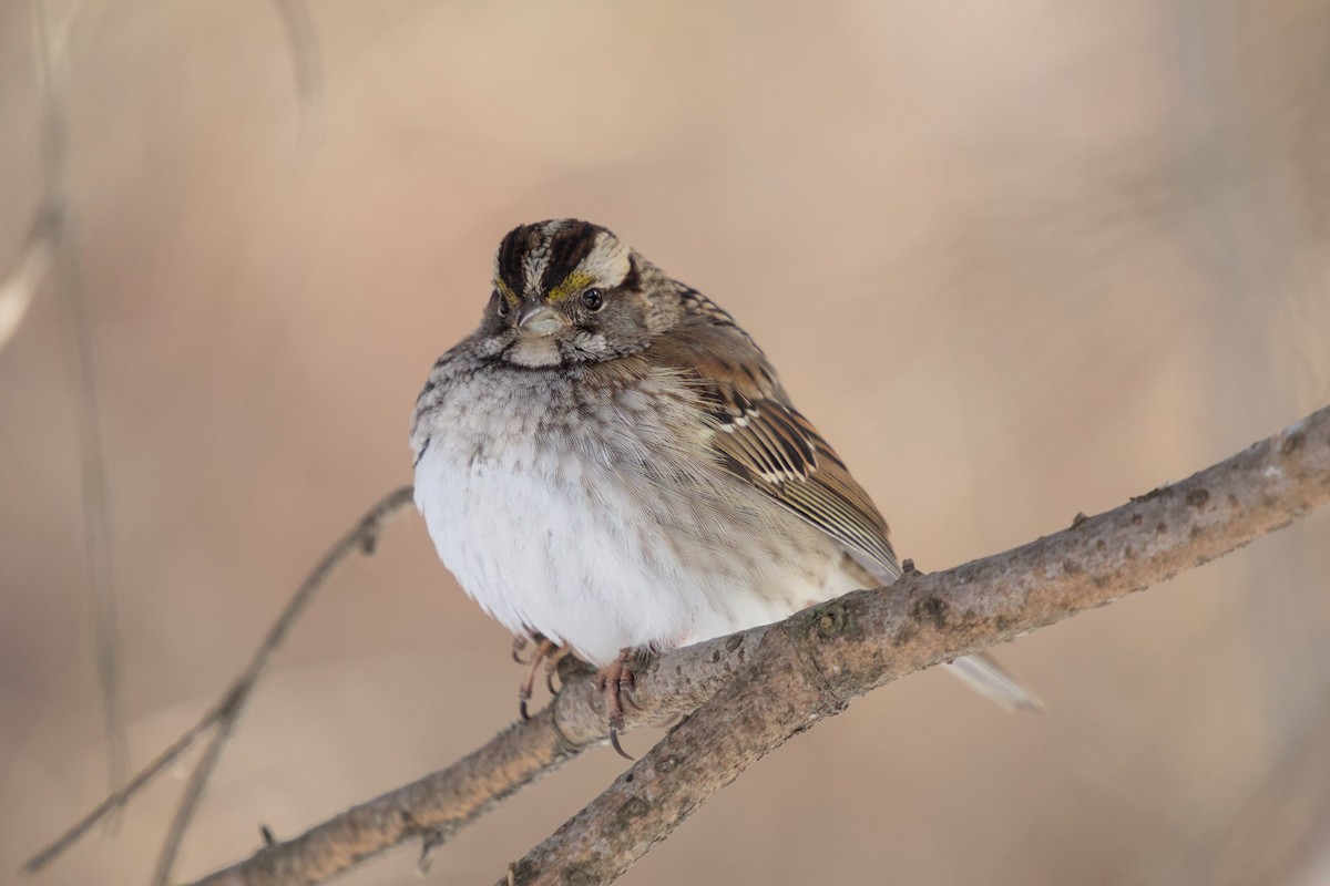 White-throated Sparrow - ML652600922