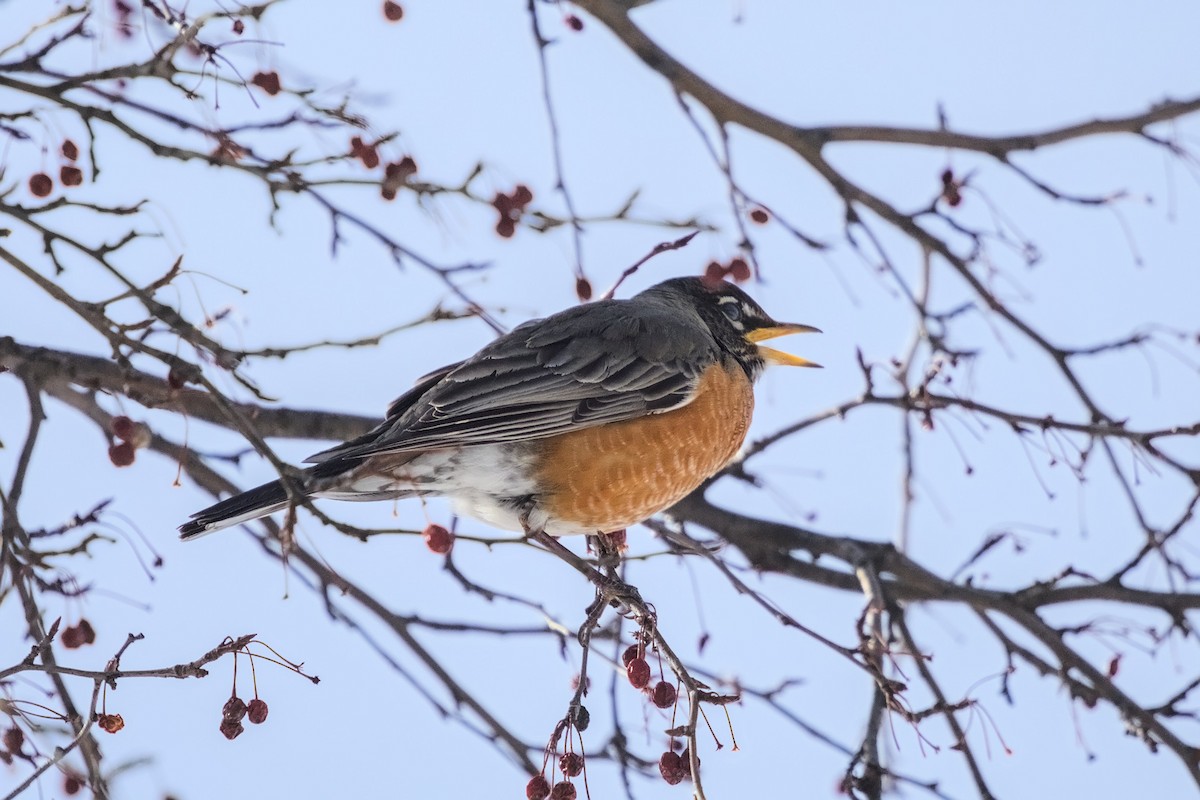 American Robin - ML652600943