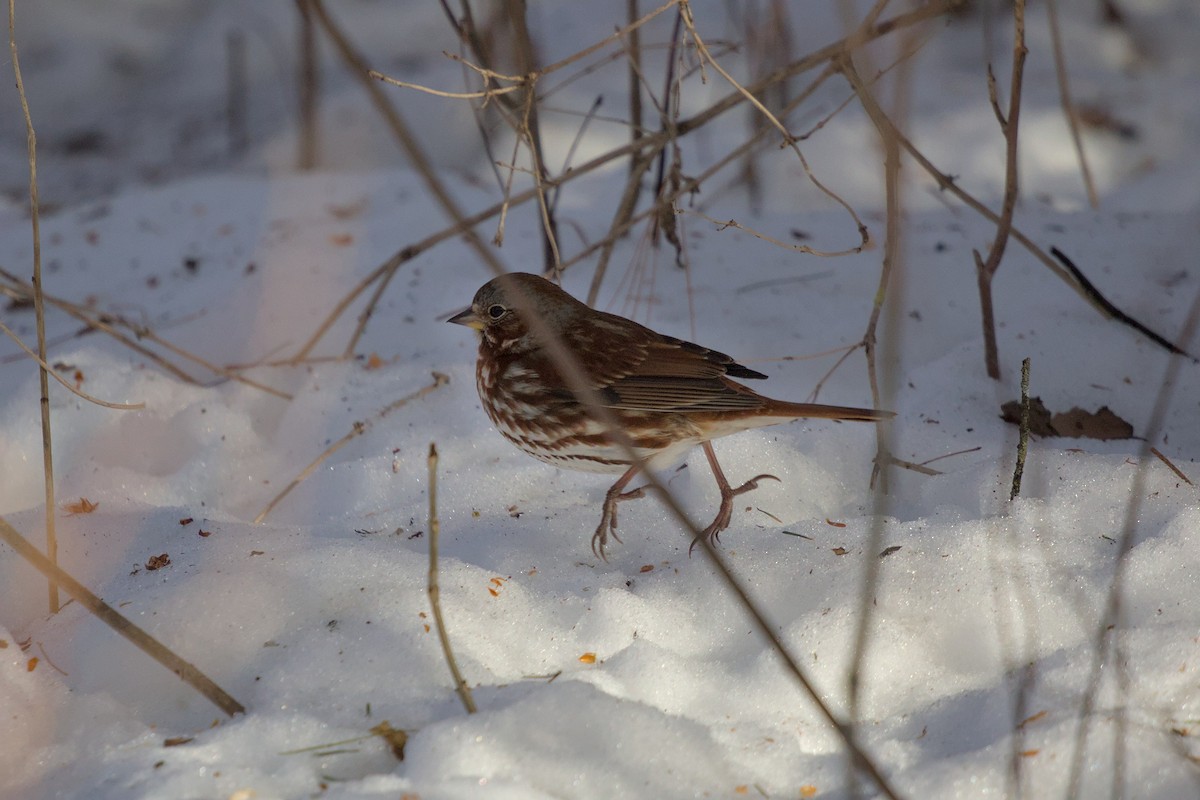 Fox Sparrow - ML652600950