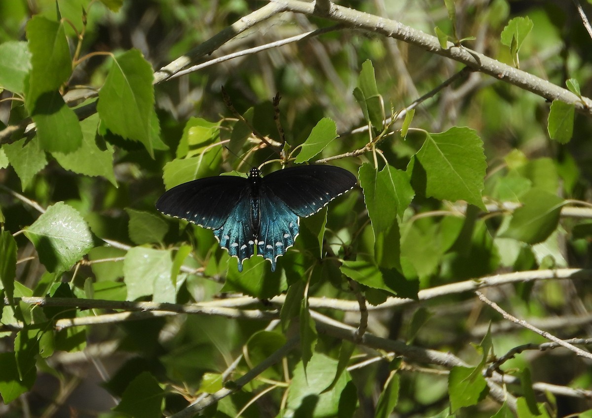 eBird Checklist - 11 Mar 2026 - Anza Trail--Tubac - 23 species
