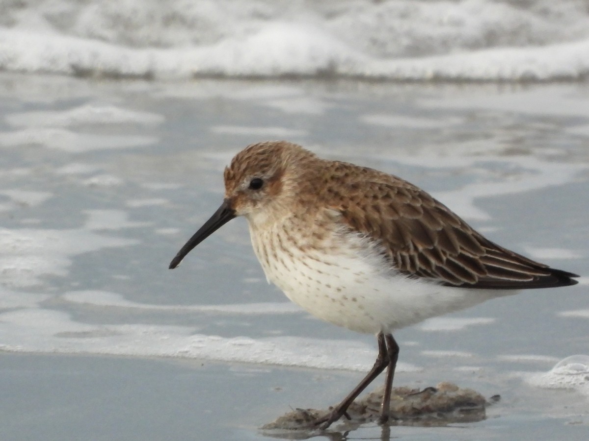 Kara Karınlı Kumkuşu - ML652601133