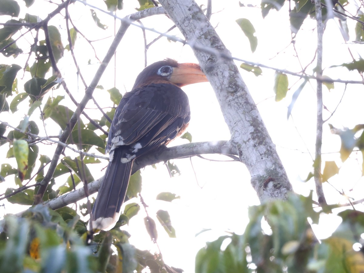 ビルマサイチョウ - ML652601152