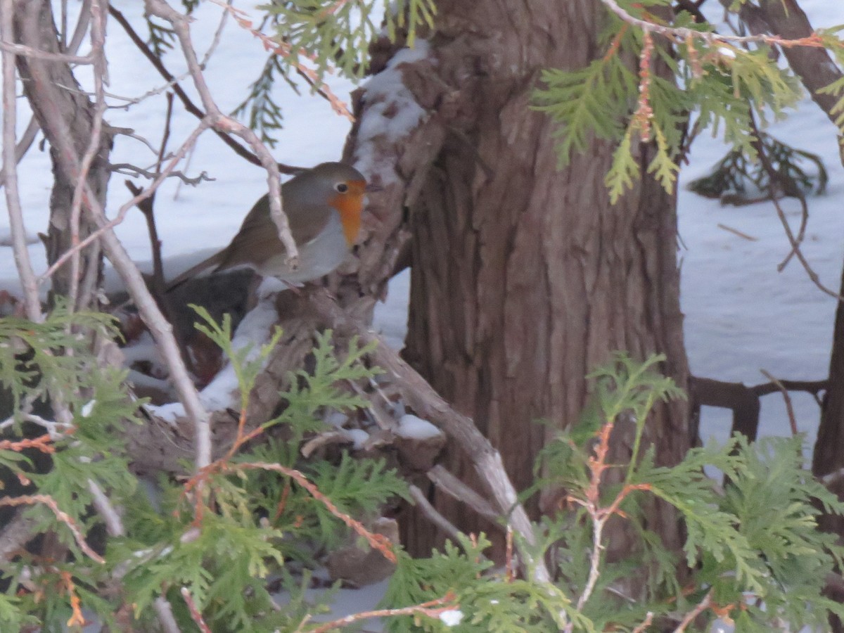 European Robin - ML652601172