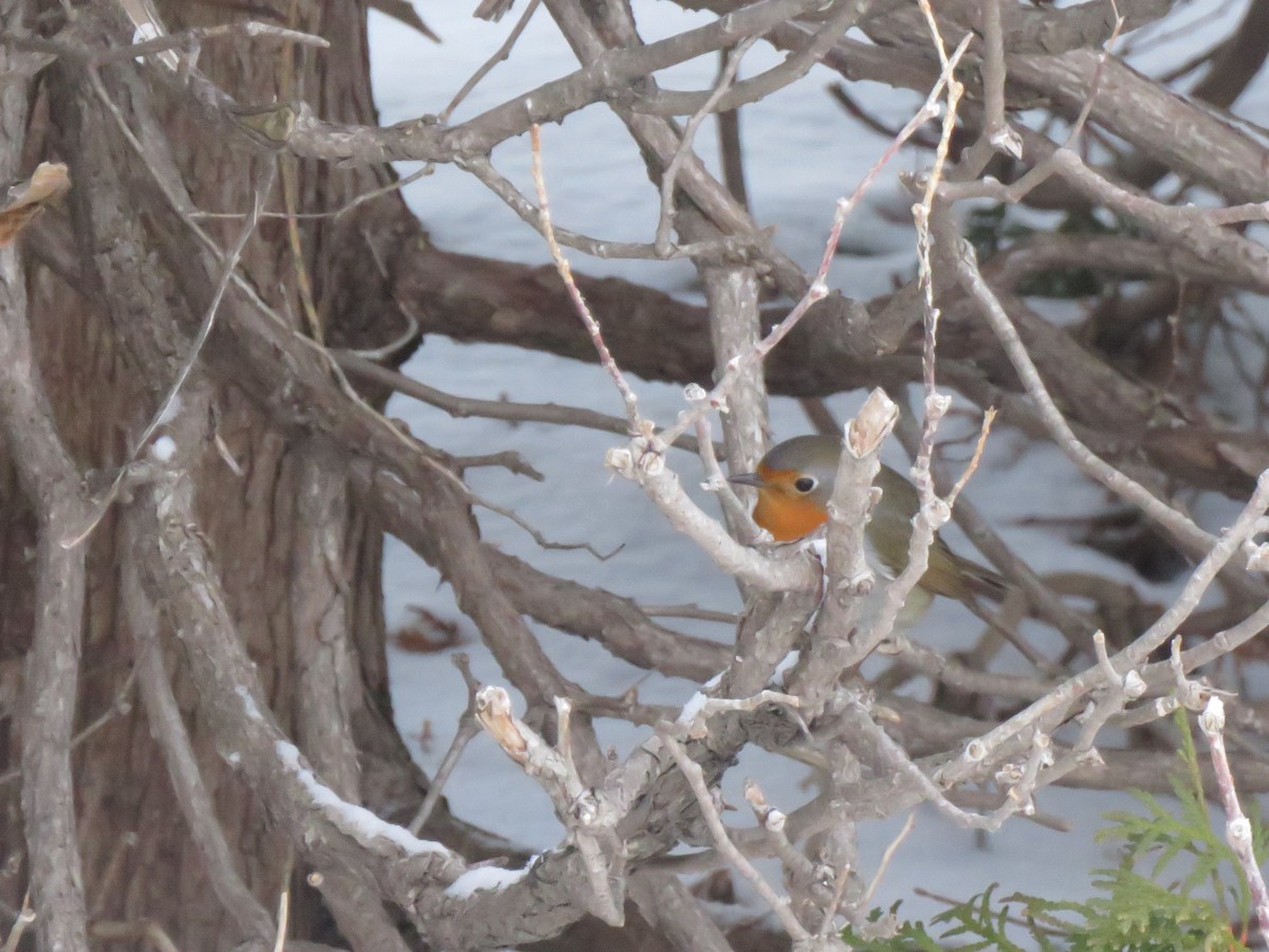 European Robin - ML652601173