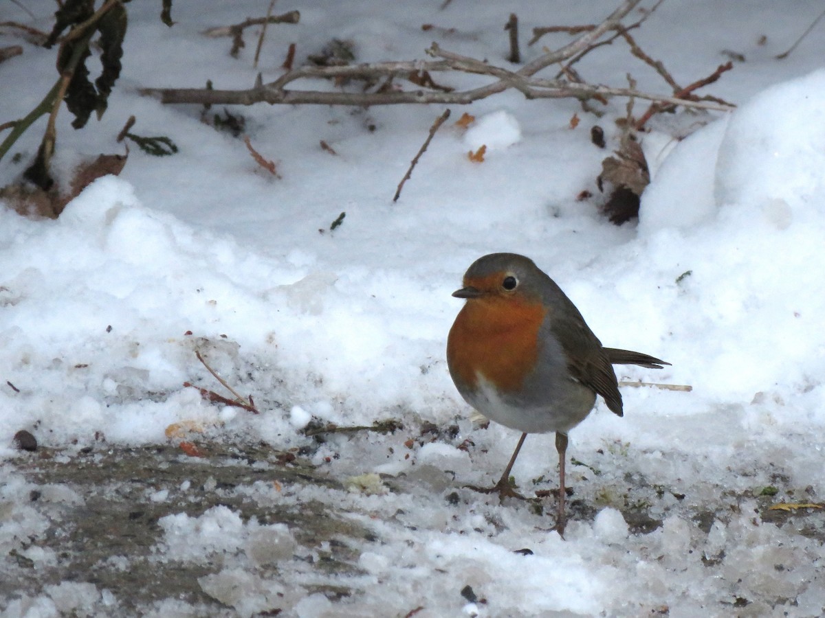 European Robin - ML652601174