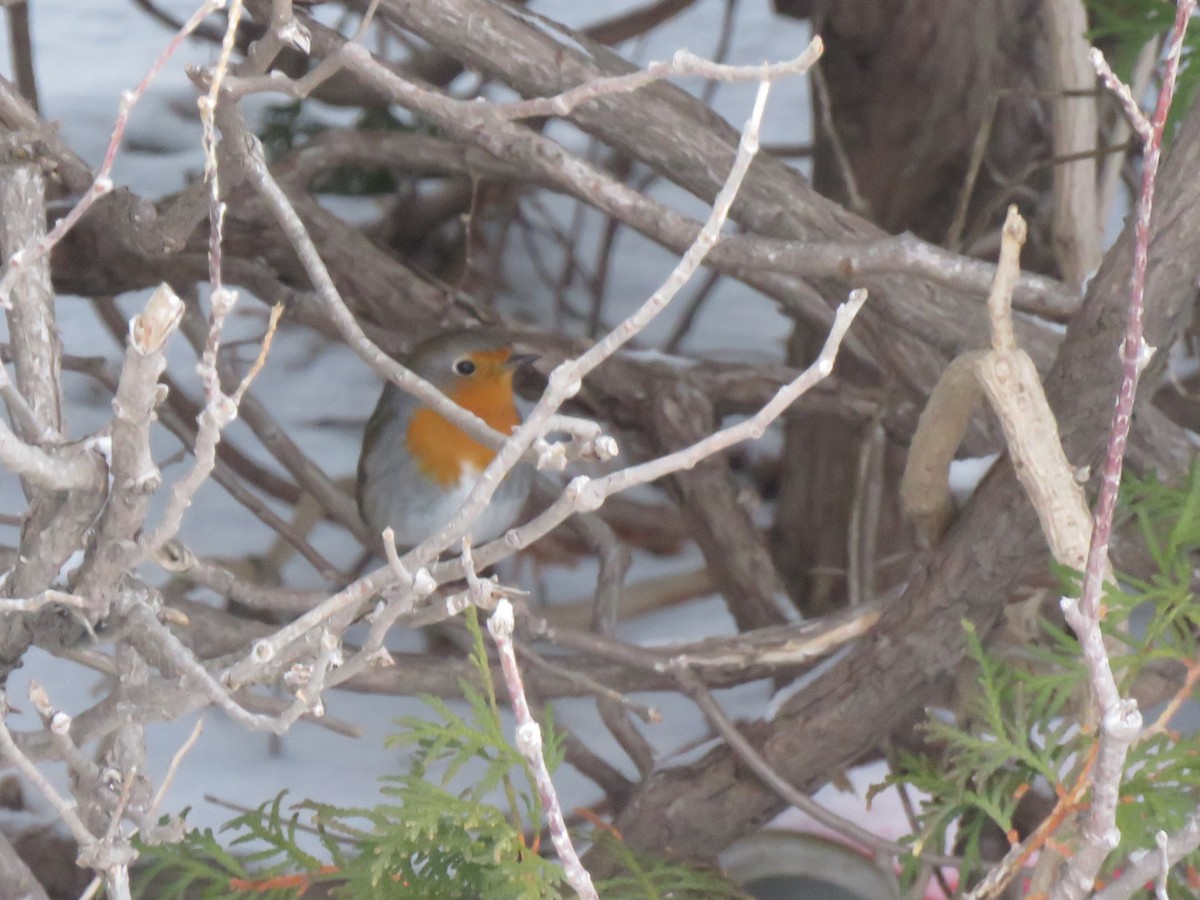 European Robin - ML652601175