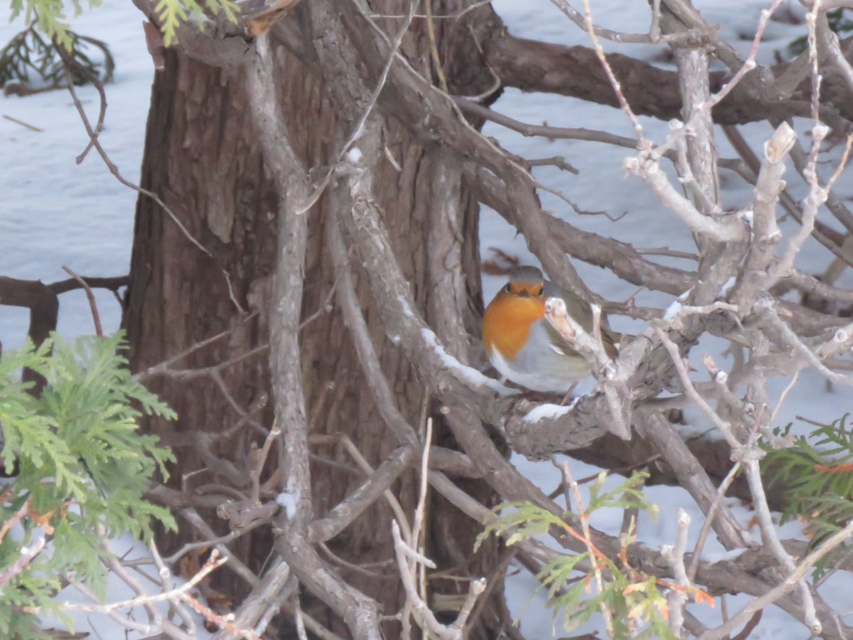 European Robin - ML652601176