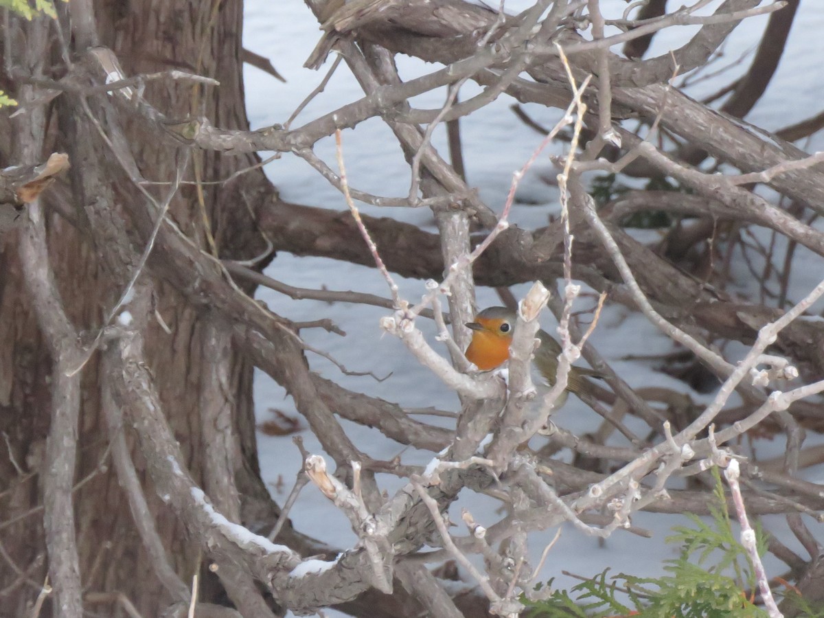 European Robin - ML652601177