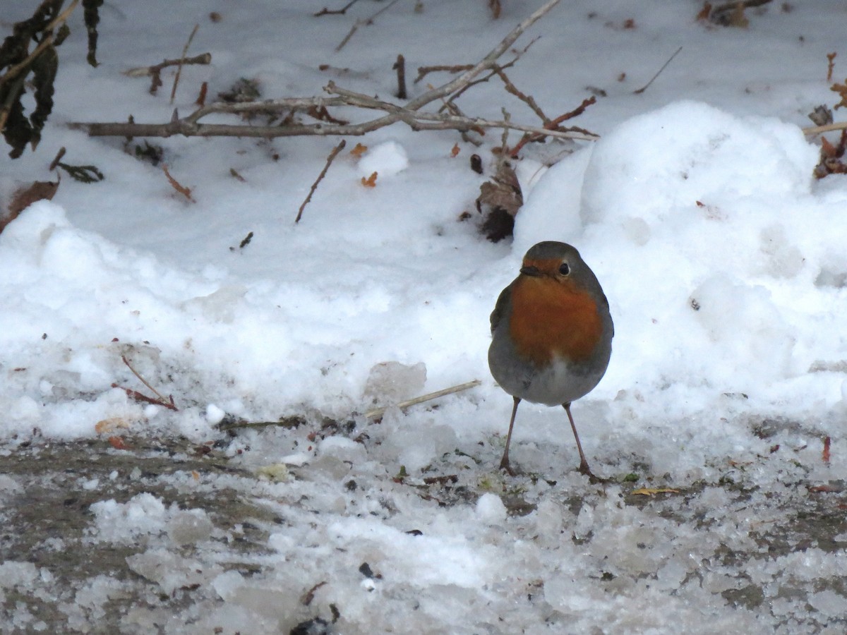 European Robin - ML652601178
