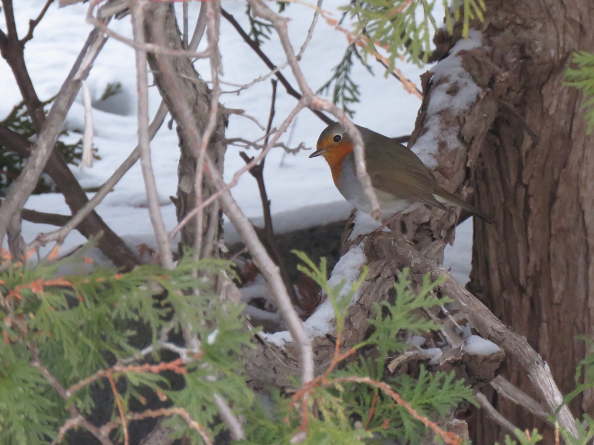 European Robin - ML652601179